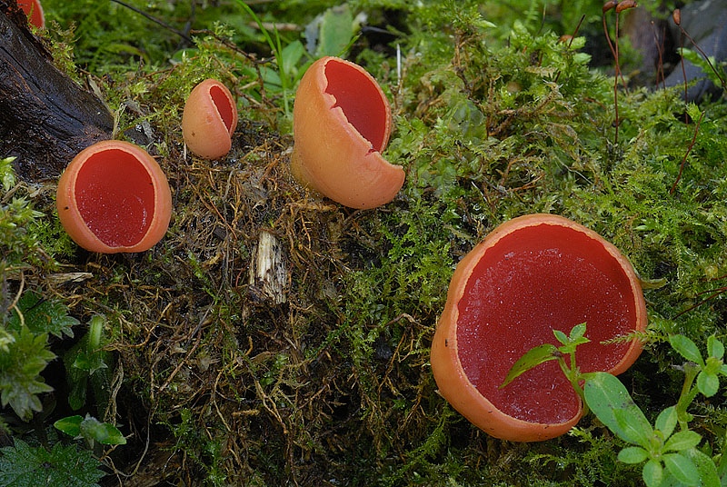 Sarcoscypha austriaca